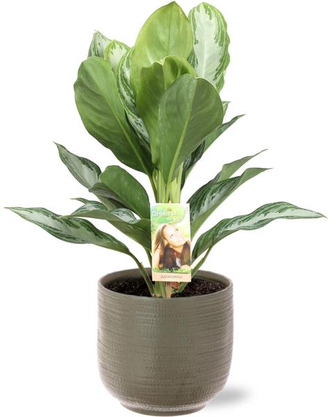 Aglaonema Silver Bay - Ø17cm - ↕55cm + Aresso Pot D18x16,5cm - Grijs Groen - Bloomado