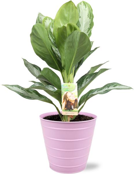 Aglaonema Silver Bay - Ø17cm - ↕55cm + Bodhi Pot D18x17cm - Roze - Bloomado
