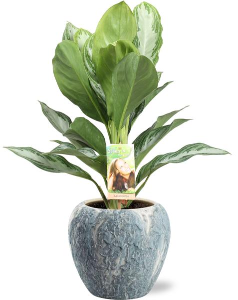 Aglaonema Silver Bay - Ø17cm - ↕55cm + Doug Pot D18x16cm - Grijs Wit - Bloomado