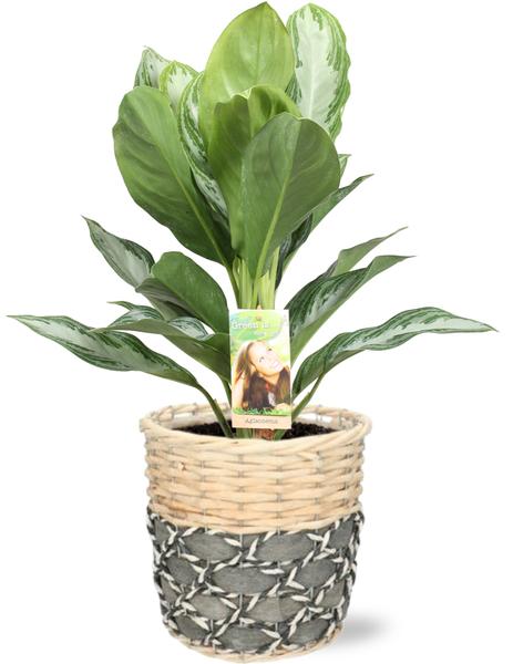 Aglaonema Silver Bay - Ø17cm - ↕55cm + Lexi Pot D19x19cm - Grijs - Bloomado