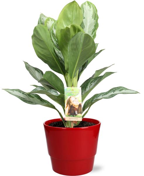 Aglaonema Silver Bay - Ø17cm - ↕55cm + Pot Basic D18x15cm - Rood - Bloomado