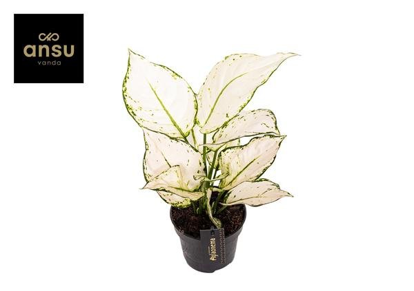 Aglaonema White Joy - Ø12cm - ↕35cm - Bloomado