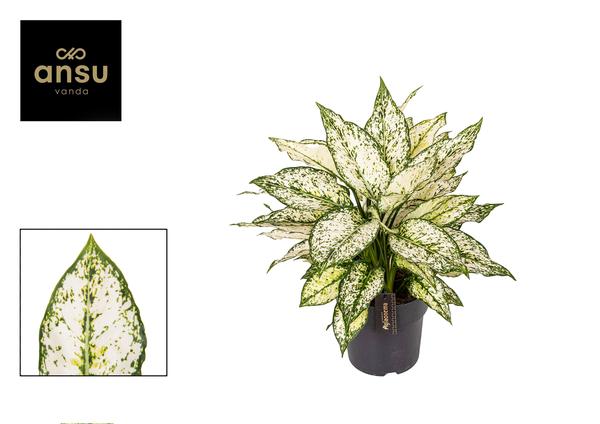 Aglaonema White Kiwi - Ø19cm - ↕40cm - Bloomado
