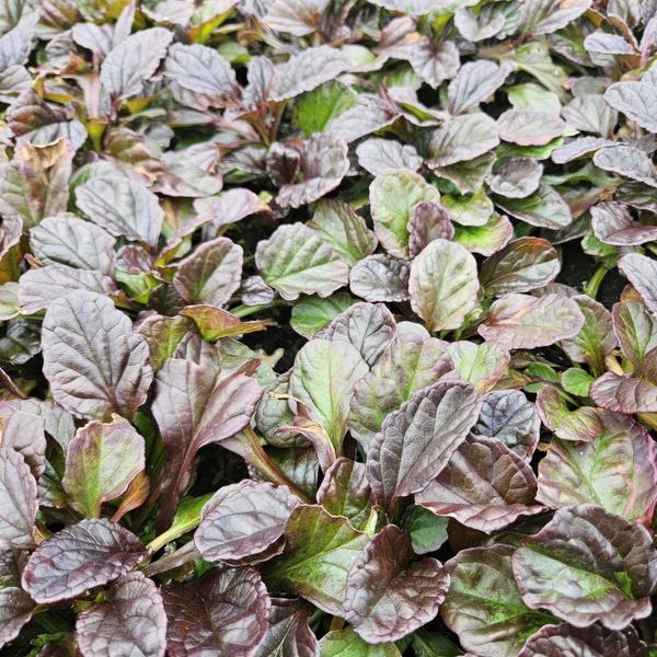 Ajuga reptans - ↕10 - 25cm - Ø9cm - 6x - Bloomado