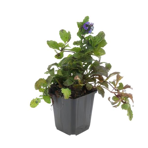 Ajuga reptans - ↕10 - 25cm - Ø9cm - 6x - Bloomado