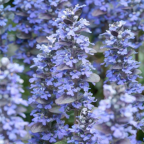 Ajuga reptans - ↕10 - 25cm - Ø9cm - 6x - Bloomado
