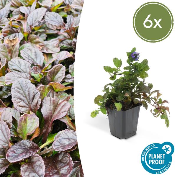 Ajuga reptans - ↕10 - 25cm - Ø9cm - 6x - Bloomado