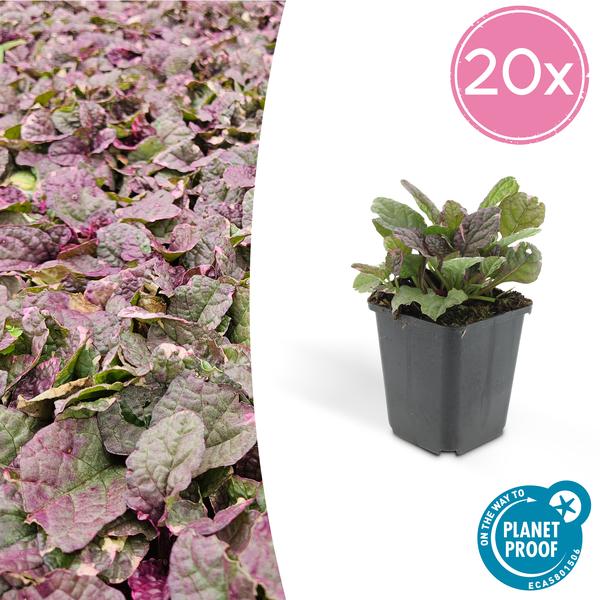 Ajuga reptans &