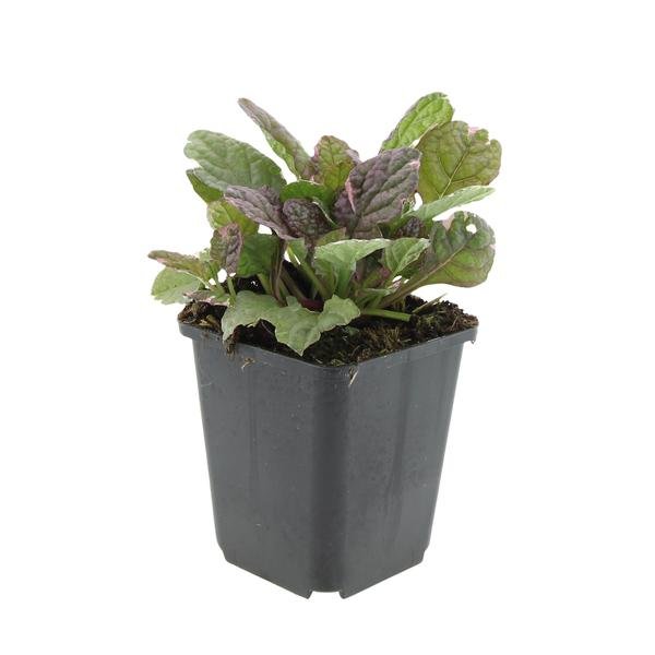 Ajuga reptans &