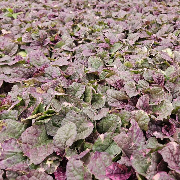 Ajuga reptans &