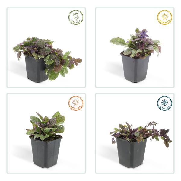 Ajuga reptans &