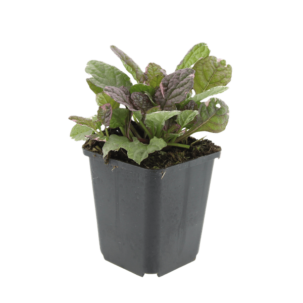 Ajuga reptans &
