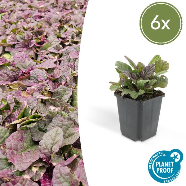 Ajuga reptans &