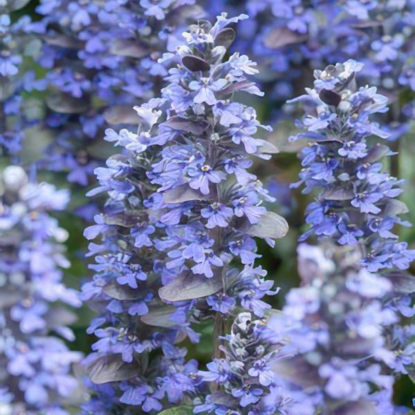 Ajuga reptans &