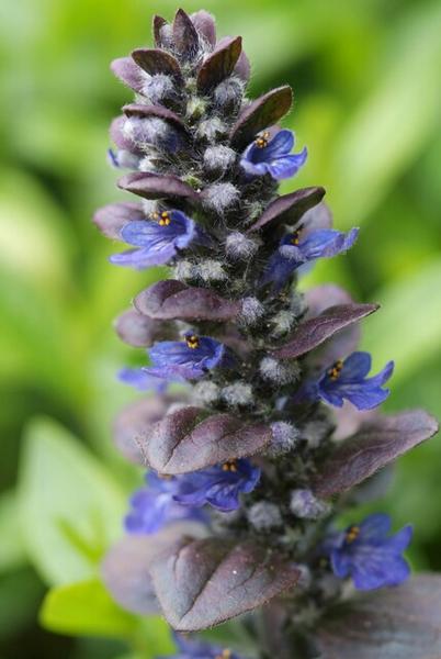 Ajuga reptans &