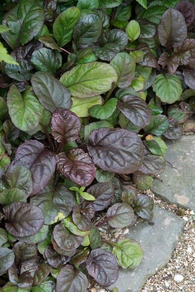 Ajuga reptans &