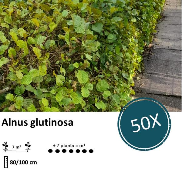 Alnus glutinosa - Blote wortel - 80/100 - 50x - Bloomado