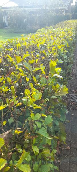 Alnus glutinosa - Blote wortel - 80/100 - 50x - Bloomado