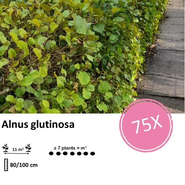 Alnus glutinosa - Blote wortel - 80/100 - 75x - Bloomado