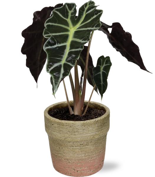 Alocasia Amazonica Polly - Ø12cm - ↕30cm + Invorno Pot D13,5x12,5cm - Naturel - Bloomado