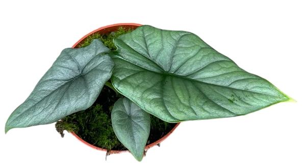 Alocasia Bisma Silver - Ø10,5cm - ↕15cm - Bloomado