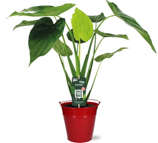 Alocasia Cucullata - Ø19cm - ↕55cm + Emmer D20x18,5cm - Rood - Bloomado