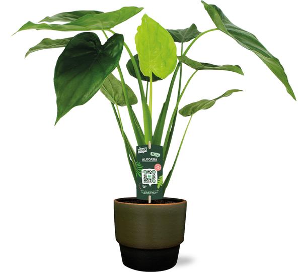 Alocasia Cucullata - Ø19cm - ↕55cm + Erik Pot D20x18cm - Donker Groen - Bloomado