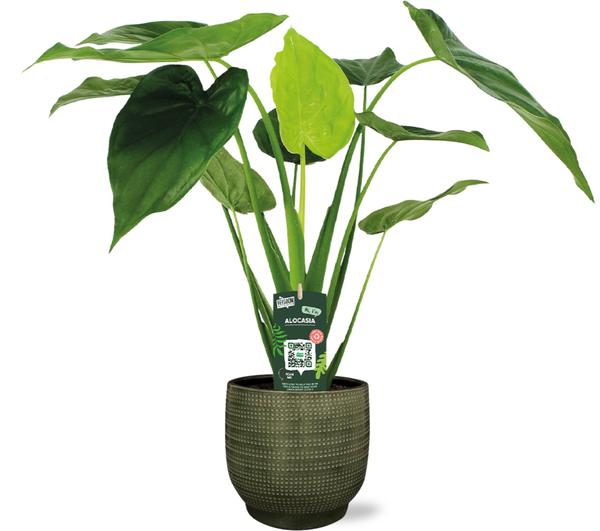 Alocasia Cucullata - Ø19cm - ↕55cm + Lykke Pot D21x20cm - Groen - Bloomado