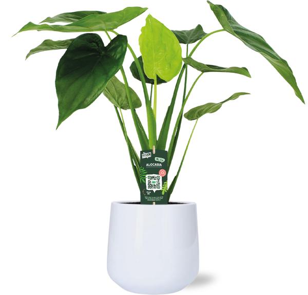 Alocasia Cucullata - Ø19cm - ↕55cm + Puglia Pot D21/23,5x21cm - Wit - Bloomado