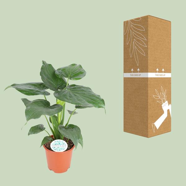 Alocasia Cucullata - Ø21cm - ↕80cm - Bloomado