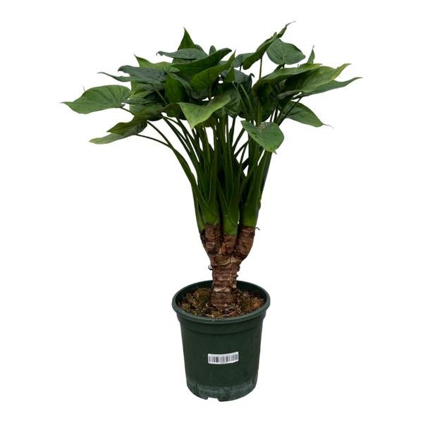 Alocasia Cucullatta stam - 120 cm - Ø26cm - Bloomado