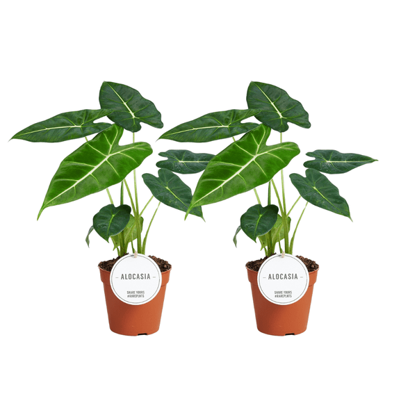 Alocasia Frydek - 2 stuks - Ø12cm - ↕35cm - Bloomado