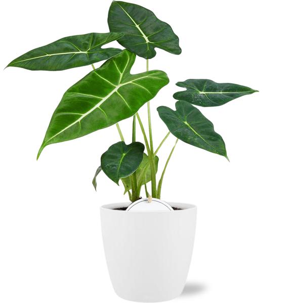 Alocasia Frydek - Ø12cm - ↕35cm + Pot Brussels D13,5x12,5cm - Wit - Bloomado