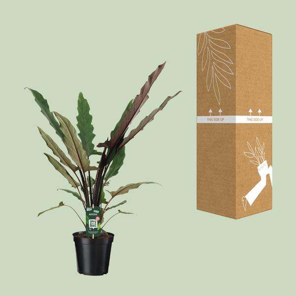 Alocasia Lauterbachiana - Ø19cm - ↕80cm - Bloomado