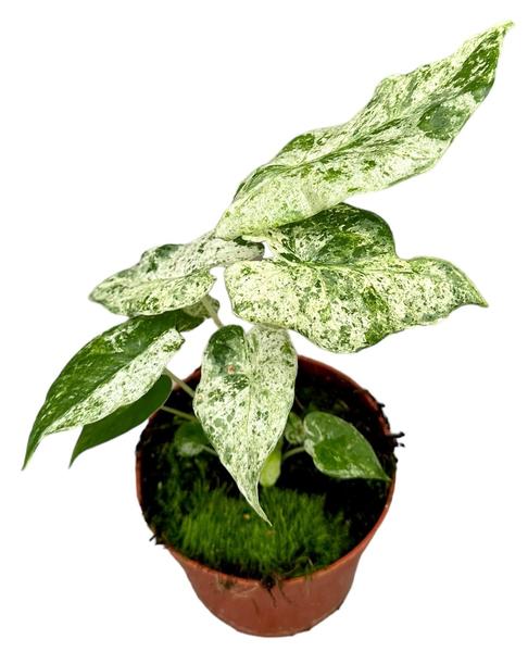 Alocasia Macrorrhiza Splash - Ø10,5cm - ↕15cm - Bloomado