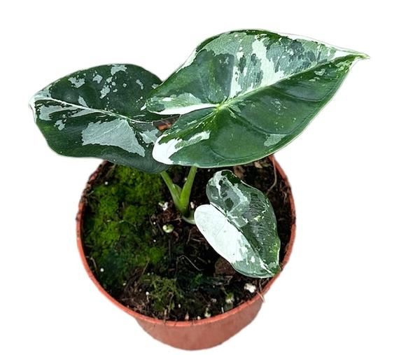 Alocasia Micholitziana Frydek - Ø10,5cm - ↕15cm - Bloomado