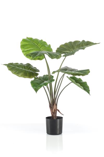 Alocasia - Olifantsoor 70 cm - Bloomado