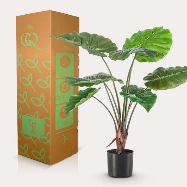 Alocasia - Olifantsoor 70 cm - Bloomado