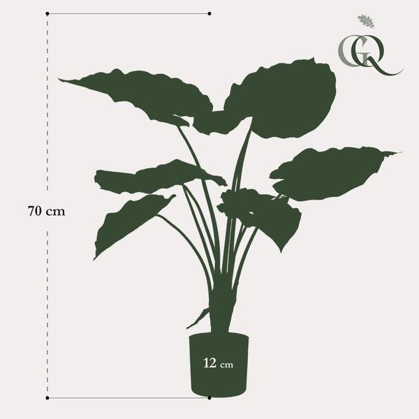 Alocasia - Olifantsoor 70 cm - Bloomado