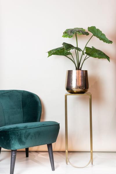Alocasia - Olifantsoor 70 cm - Bloomado