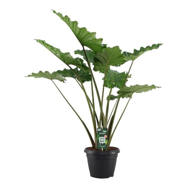 Alocasia Portodora - 140 cm - Ø34cm - Bloomado