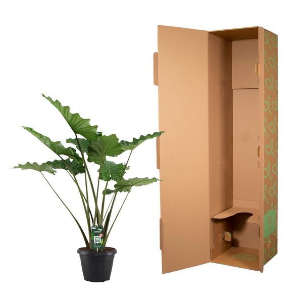 Alocasia Portodora - 140 cm - Ø34cm - Bloomado