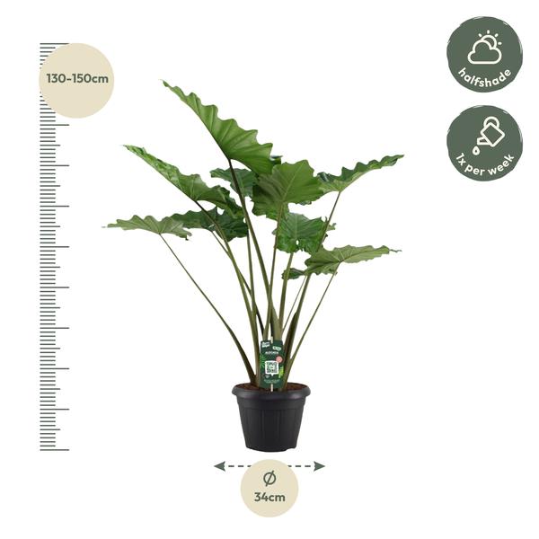 Alocasia Portodora - 140 cm - Ø34cm - Bloomado