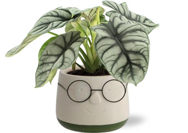 Alocasia Silver Dragon - Ø12cm - ↕25 - 45cm + Pot Bril D13,5x9,5cm - Groen - Bloomado