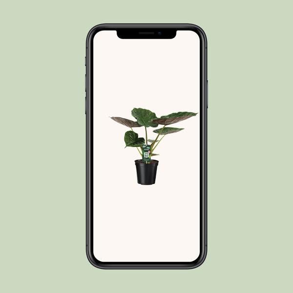 Alocasia Wentii - Olifantsoor - Ø19cm - ↕70cm - Bloomado