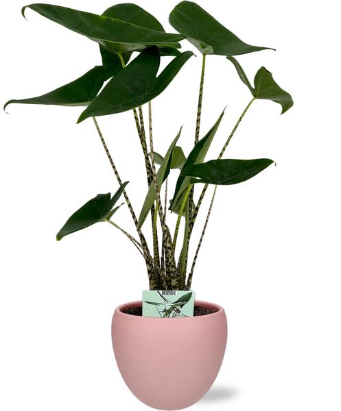 Alocasia Zebrina - Ø19cm - ↕75cm + Bowl Pot D19/21x18,5cm - Roze - Bloomado