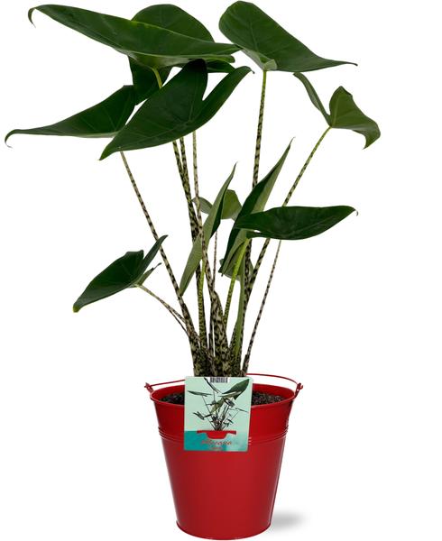 Alocasia Zebrina - Ø19cm - ↕75cm + Emmer D20x18,5cm - Rood - Bloomado