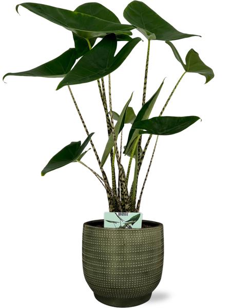 Alocasia Zebrina - Ø19cm - ↕75cm + Lykke Pot D21x20cm - Groen - Bloomado