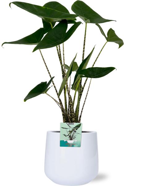 Alocasia Zebrina - Ø19cm - ↕75cm + Puglia Pot D21/23,5x21cm - Wit - Bloomado