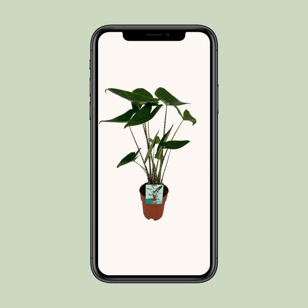 Alocasia Zebrina - Olifantsoor - Ø19cm - ↕75cm - Bloomado